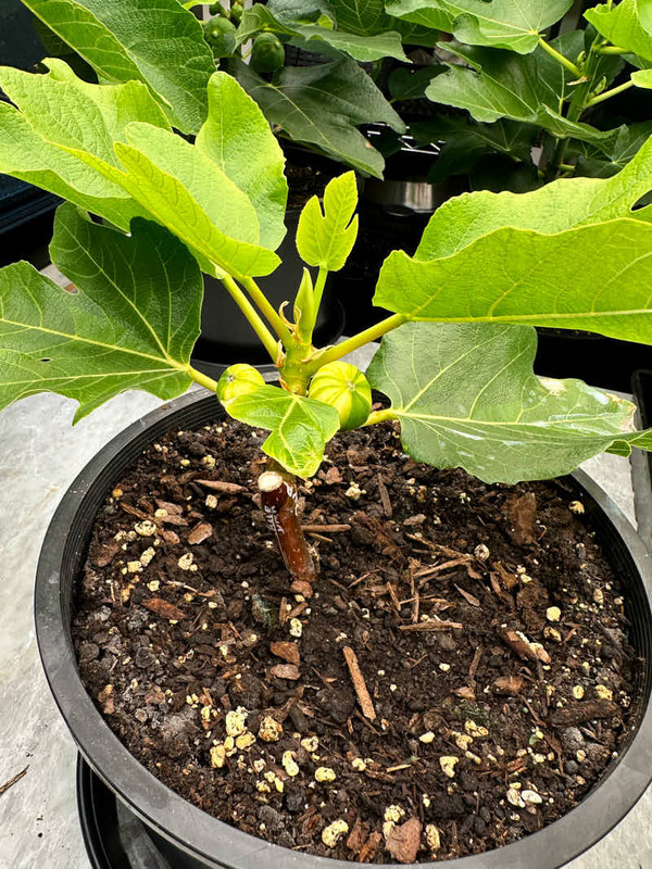 figs-887.jpg