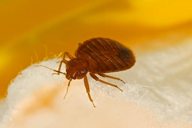 Bed Bug Treatment