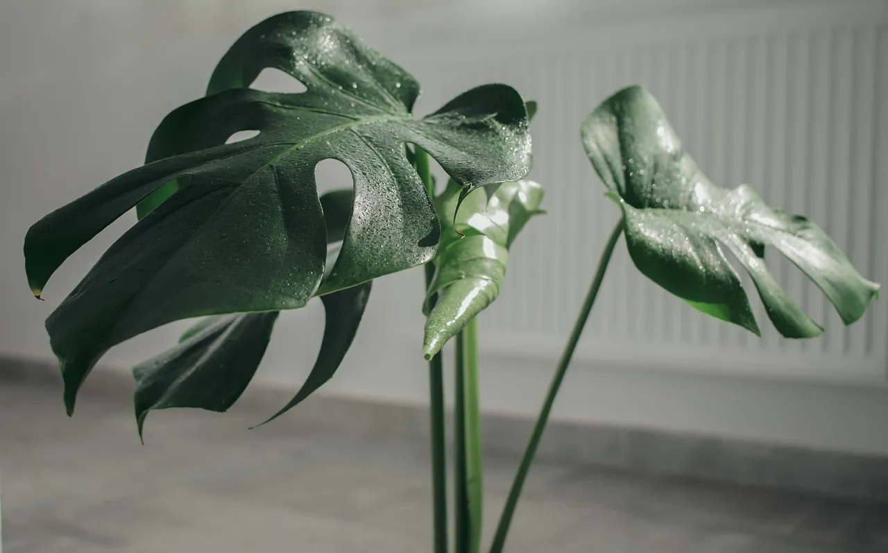 ¿Qué plantas exóticas colocar en la esquina de tu hogar?