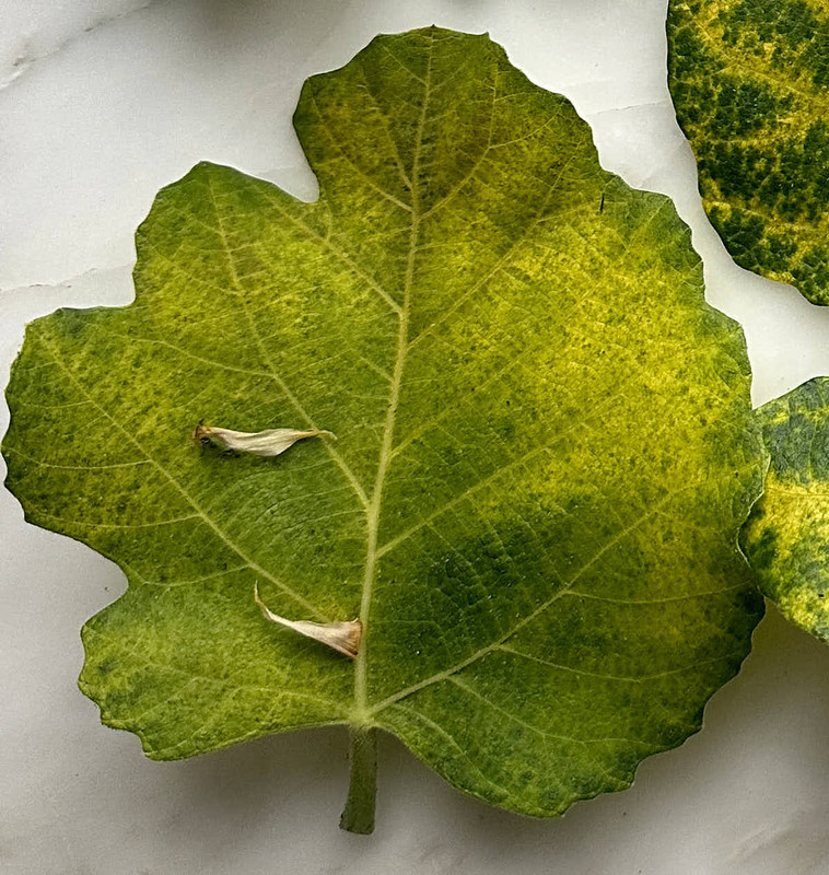 figs-813.jpg