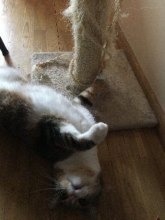 F6-C2-FF3-B-CA91-409-E-9115-07668071-C1-