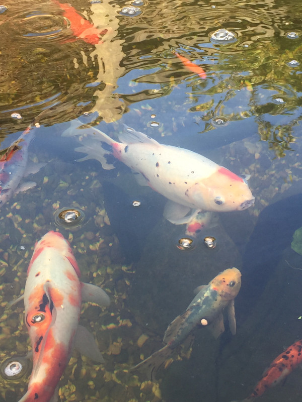 2C48E9F6-1DF4-4054-920C-FF10219075A4