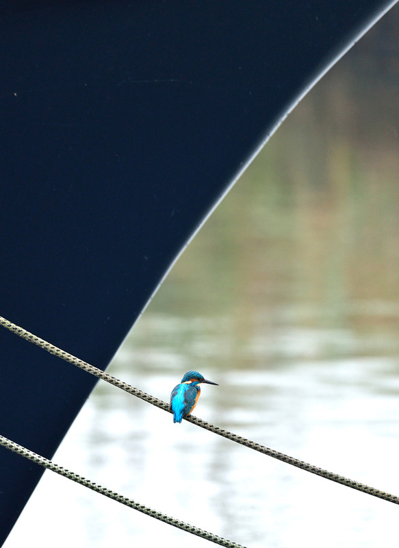 IJsvogel, mooie compositie. Polder Arkemheen. (Nikon D600)