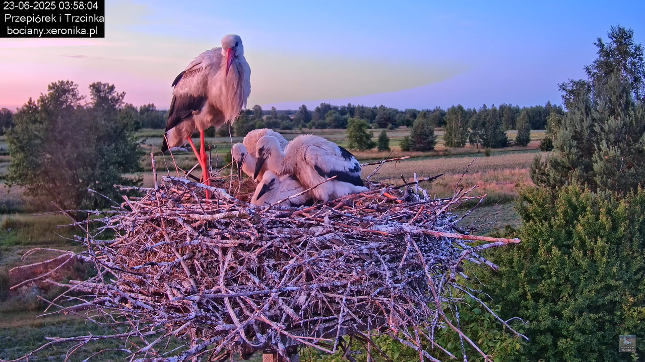 23062025bociany1