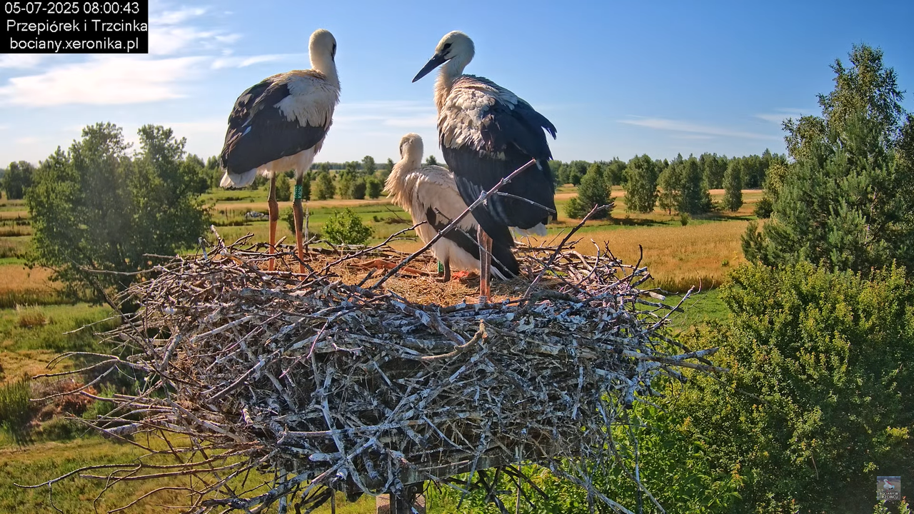 05072025bociany22