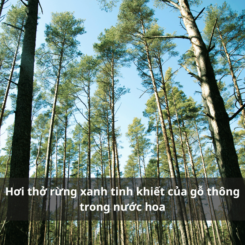 Nuoc-hoa-huong-go-thong.png
