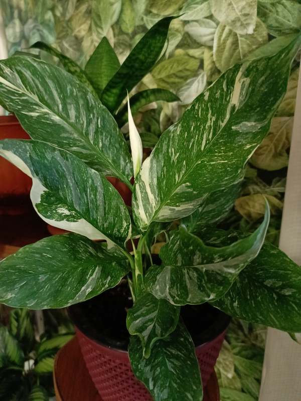 IMG_20231119_123154_316