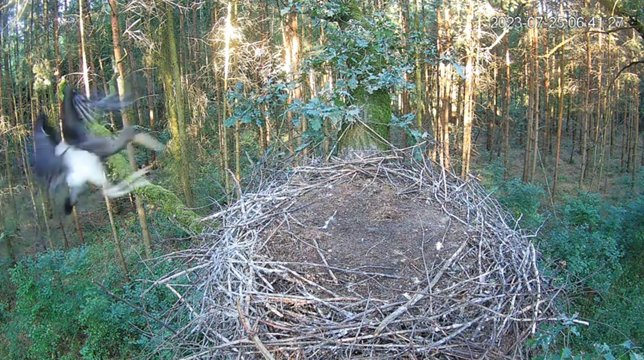 25-lipca-06.41.27 Powrót Fernando do gniazda