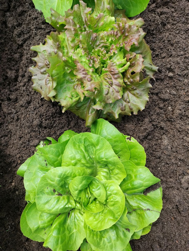 salat.jpg