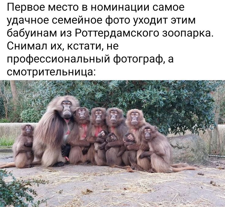 [Изображение: e6fa00d138df43d23c366af5d0de66cc.jpg]