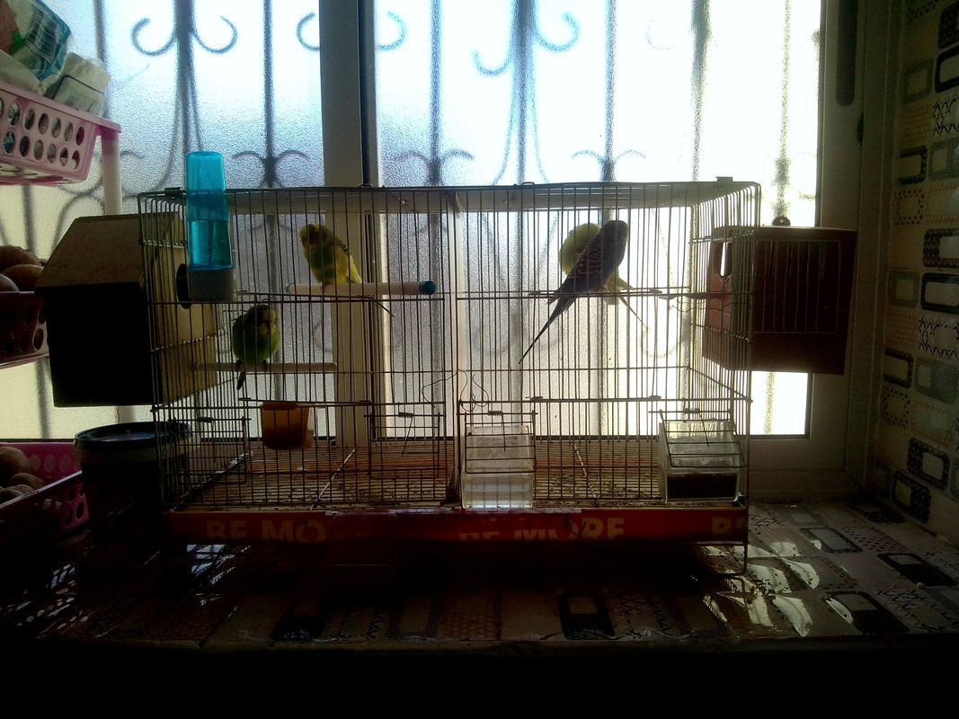 صورة