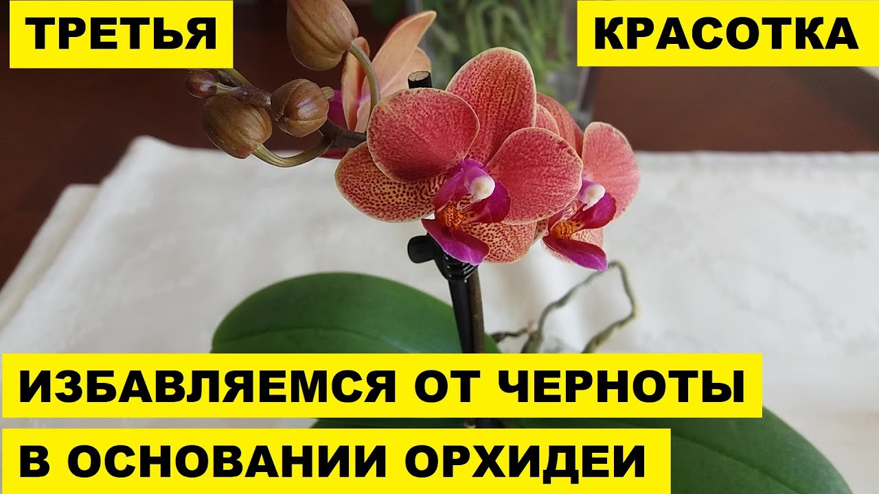 Опасные красотки как определить ядовитые орхидеи