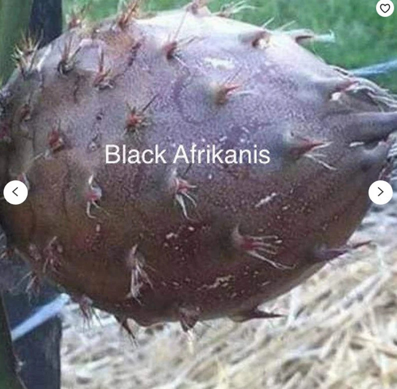 Black_Africanis