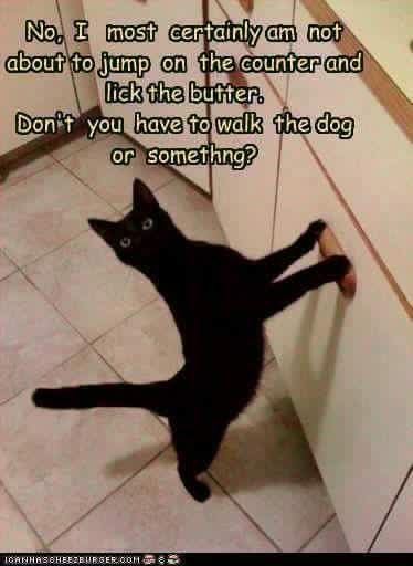 Cat Humor #8