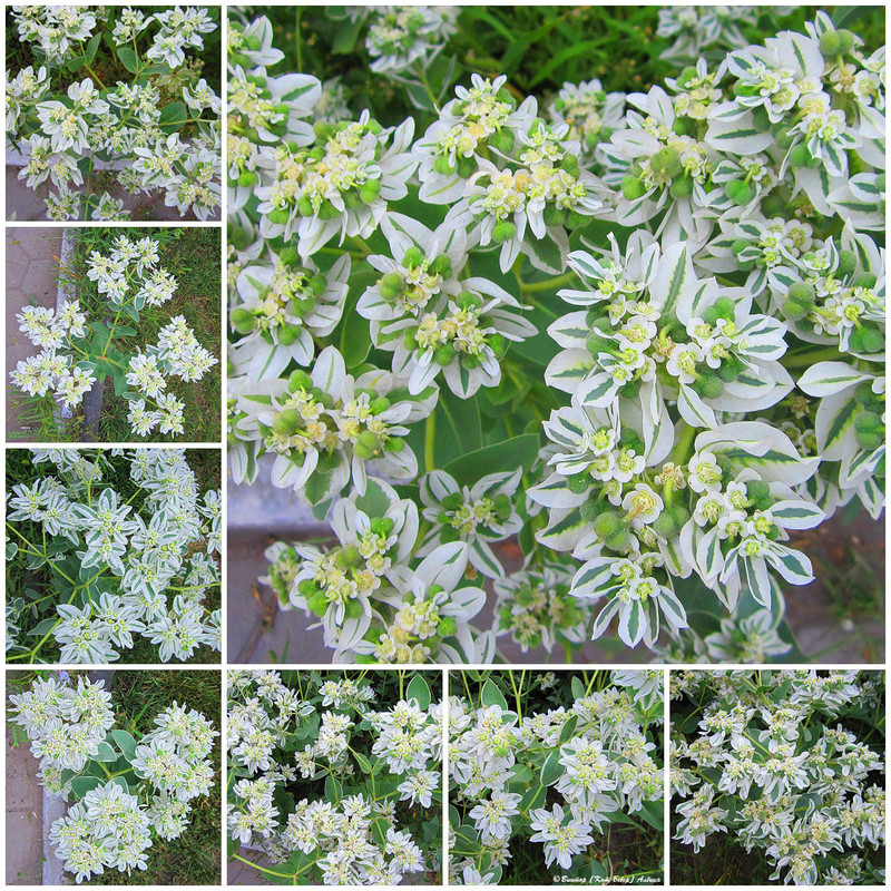 городские цветы4-3_edorig