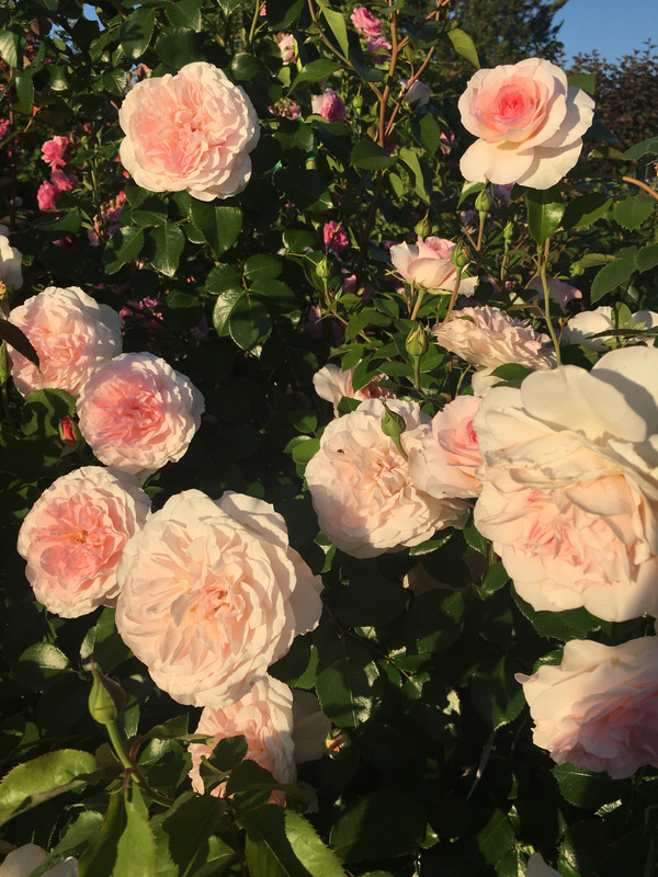 BDB69816-7C51-4C98-A8BC-42A69B060F31