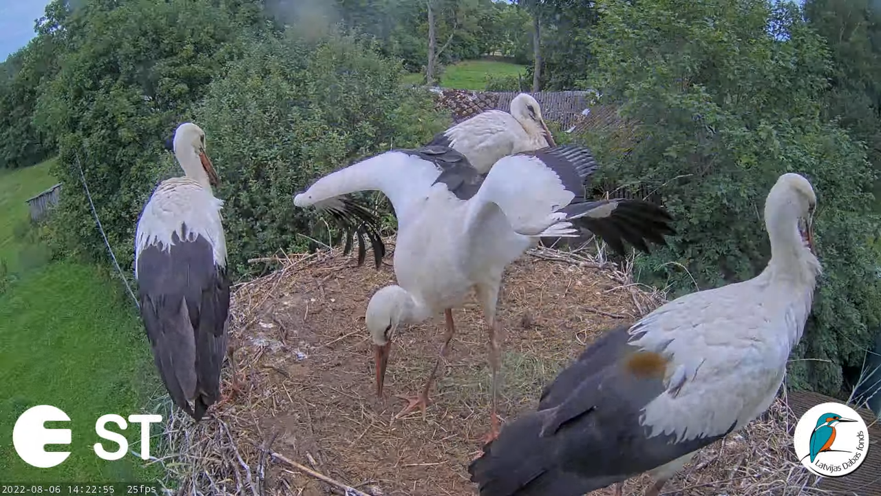 Baltie stārķi (Ciconia ciconia) Tukuma novadā - LDF tiešraide __ White storks in Tukums, Latvia 16-1