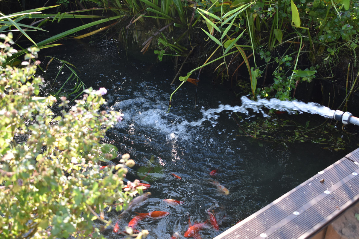 DSC_0025 - Copie (2)