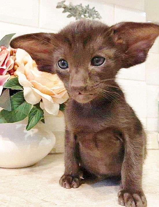 9536a1f5f6da48cb2c52357ff4320139