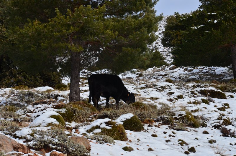 SIERRA NEVADA-15-1-2014-GRANADA - Paseando por España-1991/2017 (15)