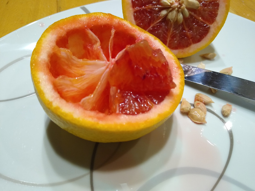 IMG_20230119_205935040Valentineomelofrucht