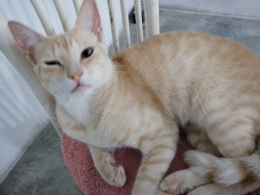 PaoLo|LalaXRito