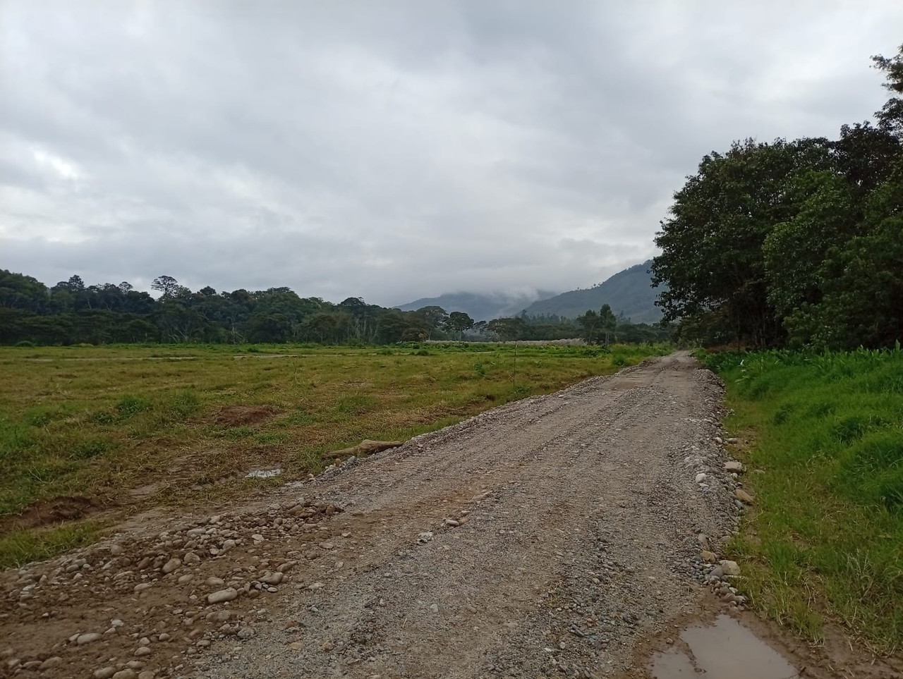 Las Palmeras de Palmazú