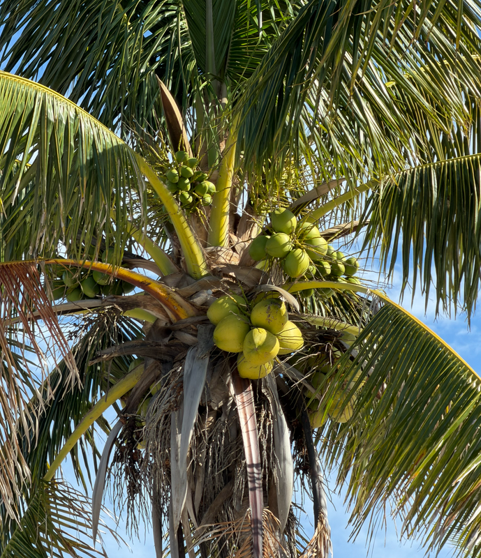 [Image: Sanibel-Light-House13.png]
