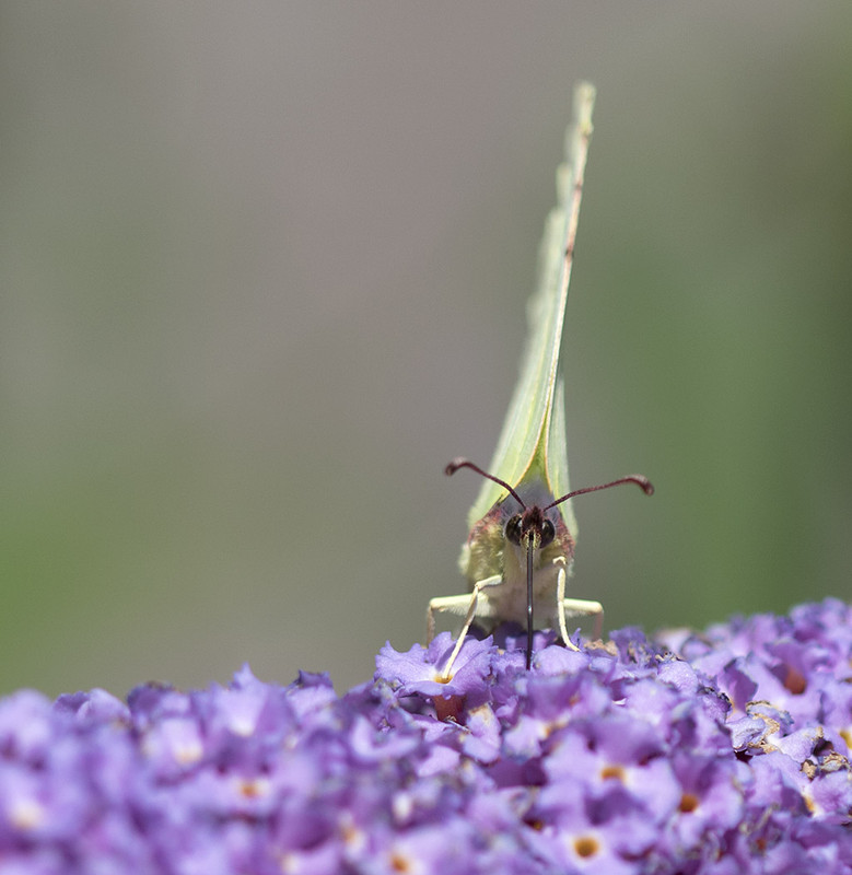 citroenvlinder 164A9506