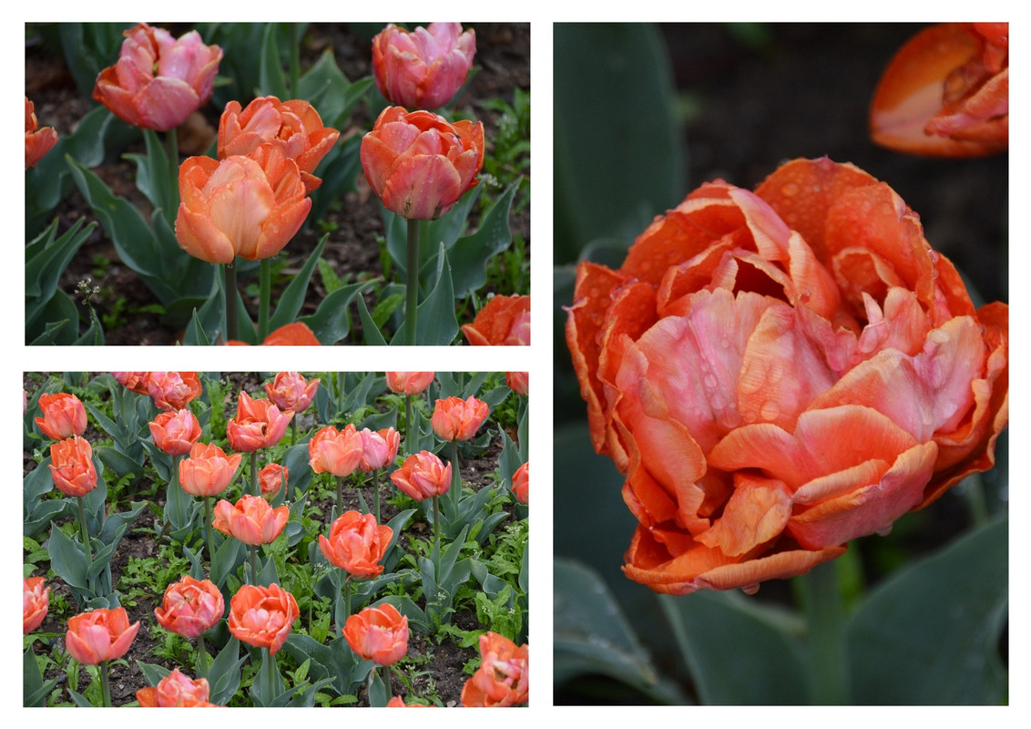 Новый коллаж.jpg 6