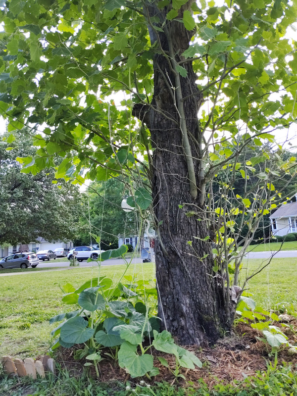 img 1781130725640
