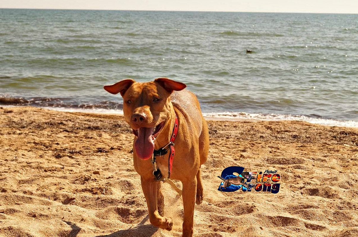 41489470_1024085407773797_8635981391646949376_n