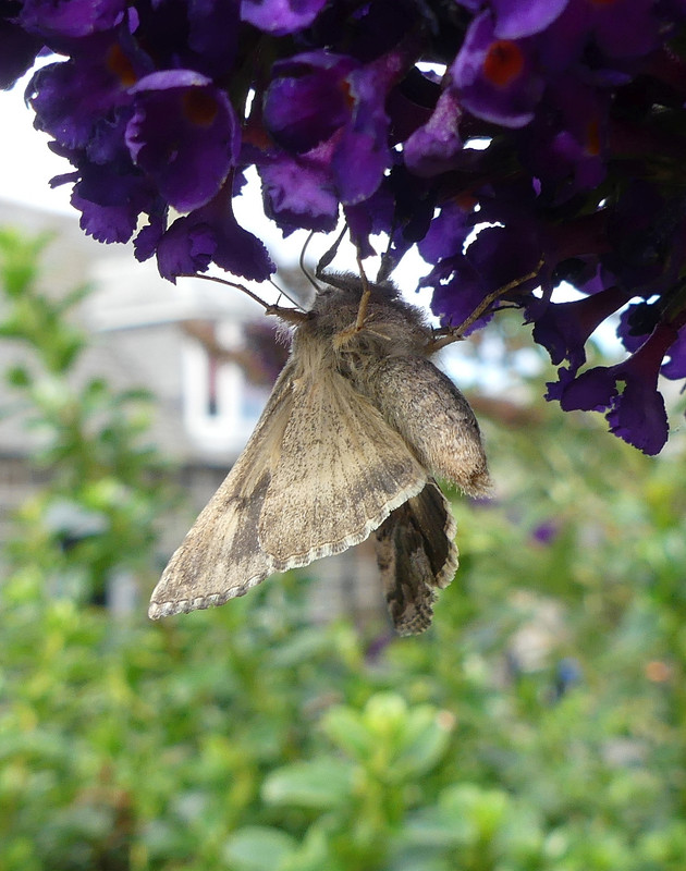 MOTH 3 200824