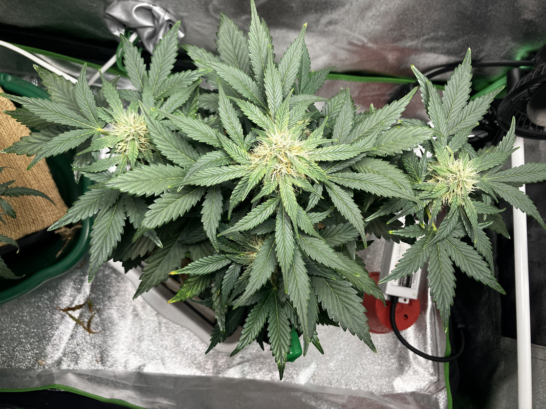 3889EC7B-E246-41E1-87F1-7E7ED77421EC