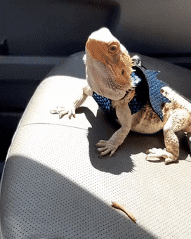 daily-gifdump-3395-23.gif