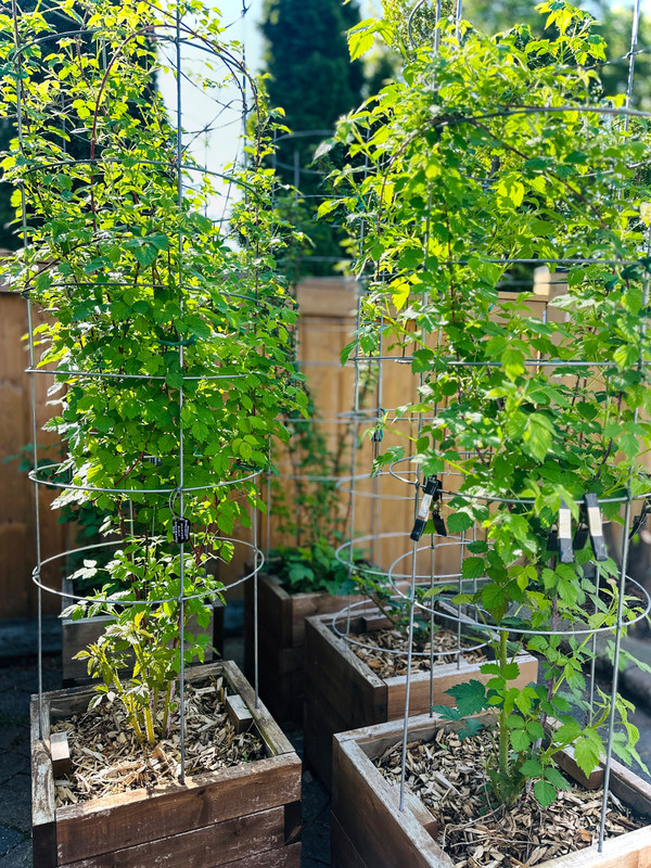 raspberries-1.jpg