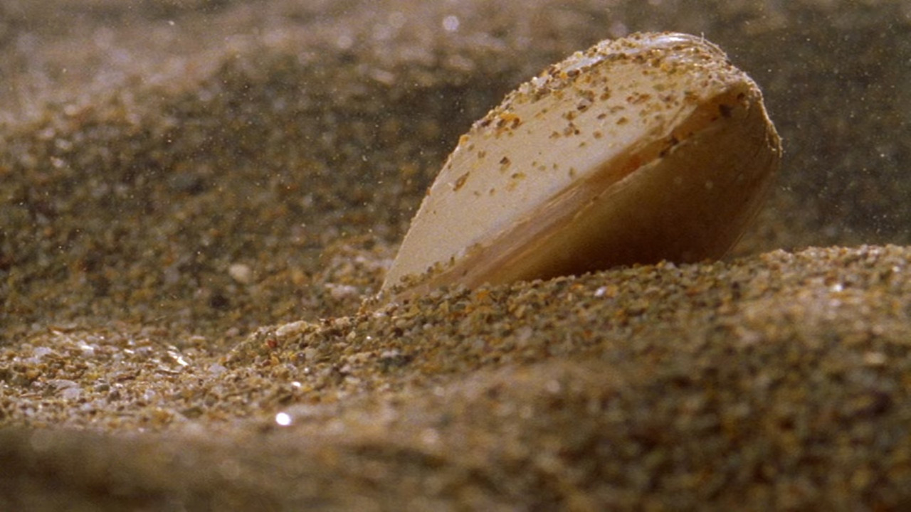 The Blue Planet S01E07 Tidal Seas (1080p x265 10bit Tigole).mkv_