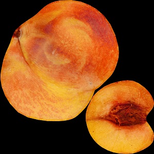 Cut-Yellow-Peach-Albedo