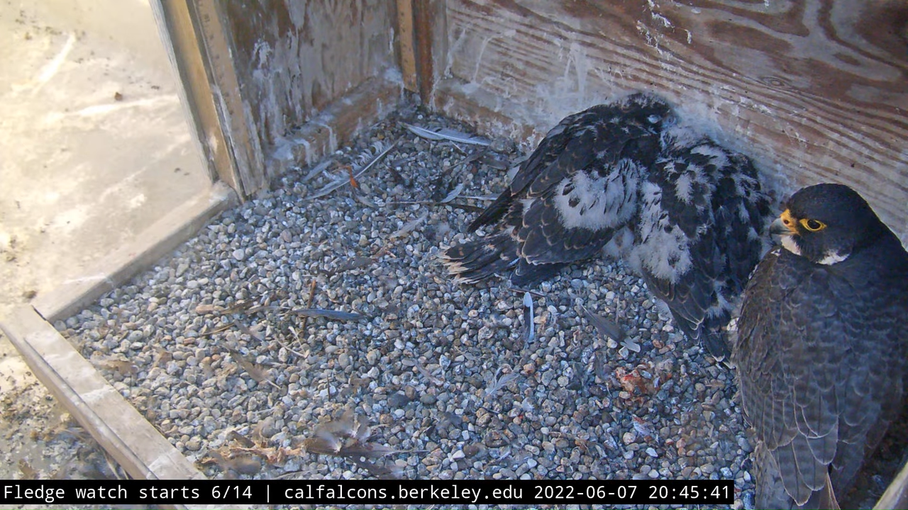 Cal Falcons Nest Cam, UC Berkeley 8-23-21 screenshot (1)