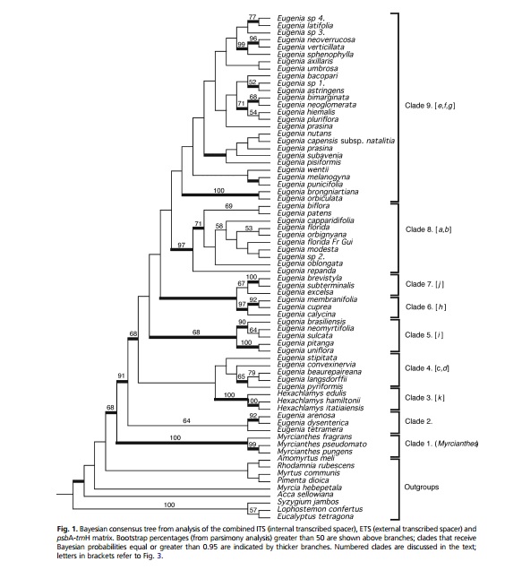 eugenia phylogeny