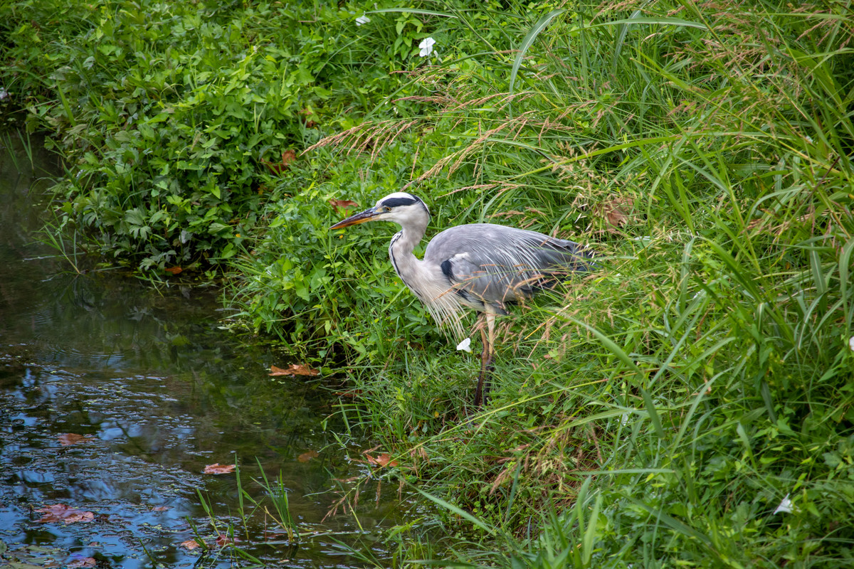IMG_4221