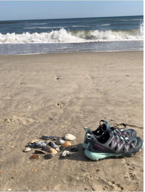 [Image: SeaShells.jpg]