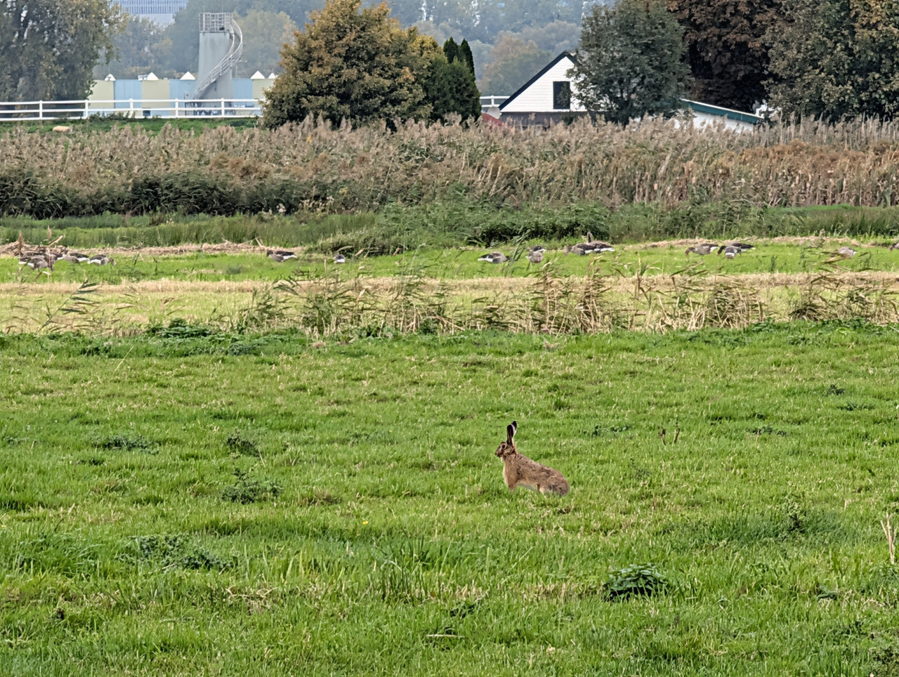 Трое в Амстердаме, не считая собаки. Переезд в Нидерланды.