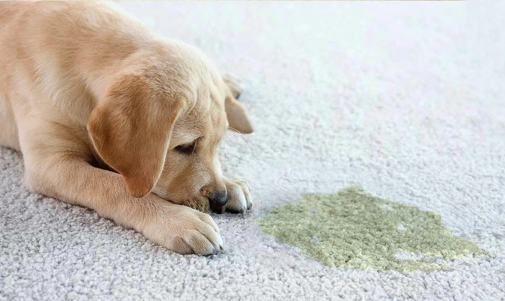 Pet treatment