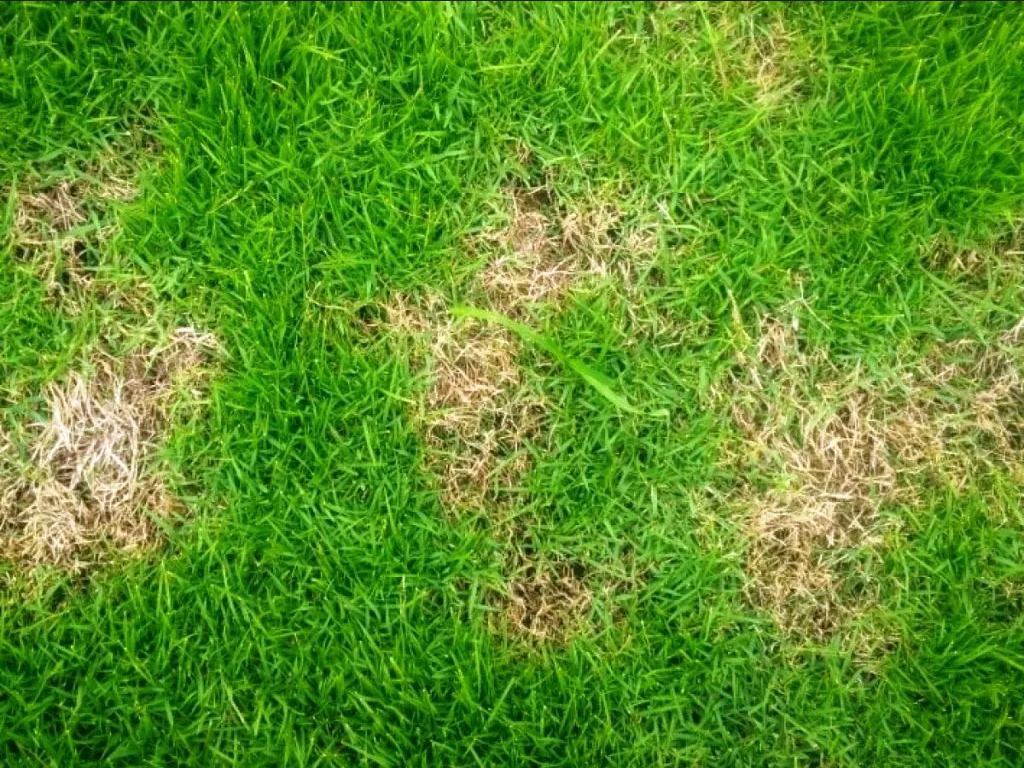 ¿Cómo hacer para que el césped se ponga verde?