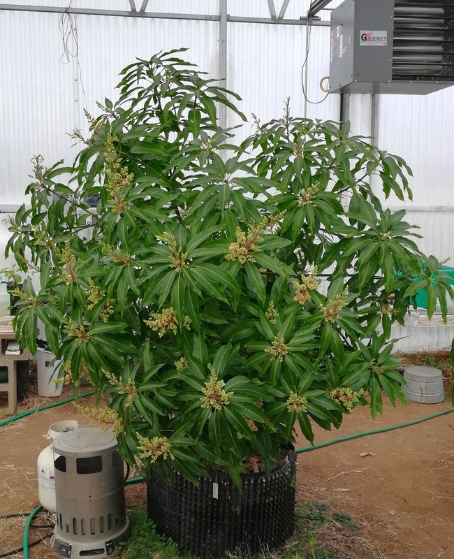GreenhouseFeb16#4MangoTree