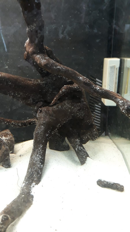 WhatsApp Image 2020-05-13 at 08.01.14 (1)