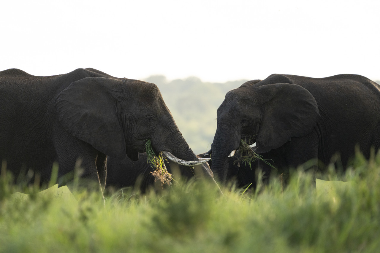 Safari Botswana — Terra Fauna