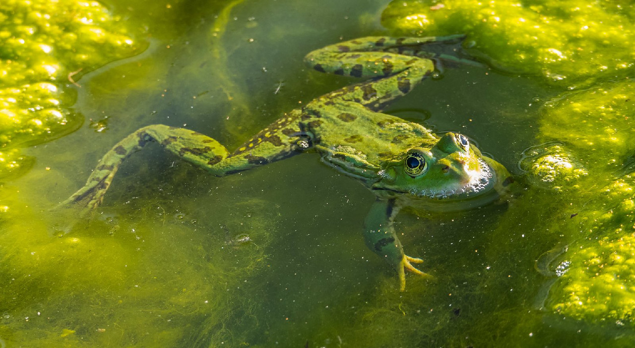 green-frog.jpg
