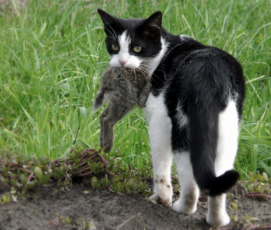 Cat-eating-a-rabbit